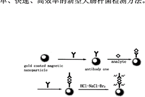 金包覆磁粒原位引發高靈敏化學發光檢測大腸桿菌的新方法