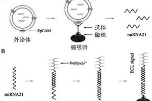 基于磁富集電化學發光的外泌體核酸檢測技術