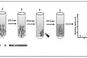 基于磁微?；瘜W發光免疫法檢測DNASE1L3的方法