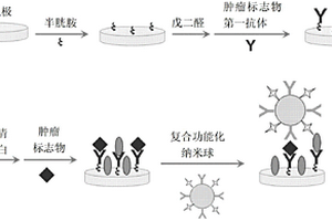 用于檢測腫瘤標志物的電化學發光免疫傳感器及其制備方法和應用