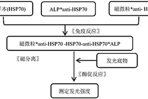 用于檢測熱休克蛋白70(HSP70)的磁微粒分離化學發光免疫測定法