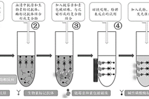 人五聚素3磁微?；瘜W發光免疫定量檢測試劑盒及其制備方法