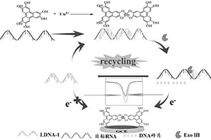 基于銅-六羥基三亞苯的miRNA-21電化學傳感器及檢測方法