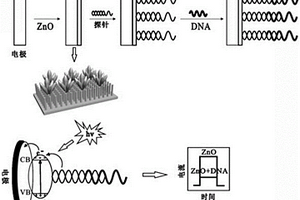 檢測DNA的ZnO基光電化學生物傳感器的制備