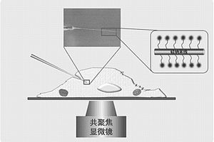 用于檢測次氯酸根的單根硅納米線熒光化學傳感器及其制備方法和應用