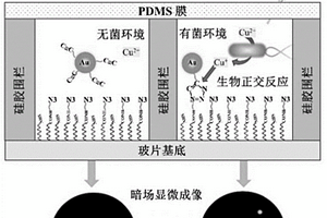單粒子點擊化學傳感器用于體液中細菌的快速檢測