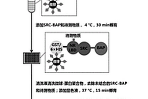 基于磁性微球快速檢測化學物質內分泌干擾活性的試劑盒及方法