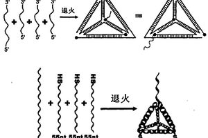 DNA三維納米結構探針的電化學檢測方法