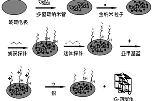 用于檢測鉛的電化學傳感器及其制備方法和應用