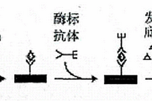 磁微粒甲胎蛋白化學發光免疫檢測試劑盒及其制備方法