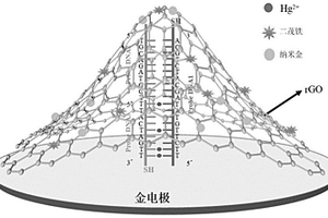 基于快速掃描循環伏安技術檢測汞離子的電化學生物傳感器的制備方法及其應用