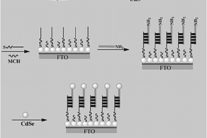 光電化學生物免疫傳感器及其制備方法和檢測特定堿基序列的應用