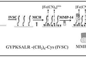 檢測MMP-14的電化學交流阻抗生物傳感器及其制備方法