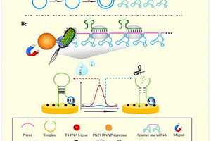 CRISPR/Cas12a-RCA電化學傳感器檢測體系及其應用