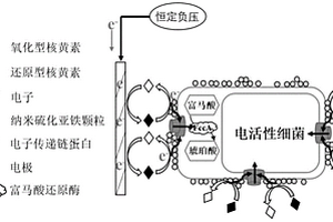 基于雜合生物膜的核黃素電化學檢測方法及傳感器