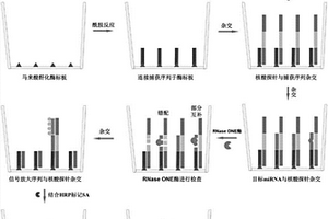 利用RNase ONE核酸酶和化學發光技術對血清miRNA進行定量檢測的方法