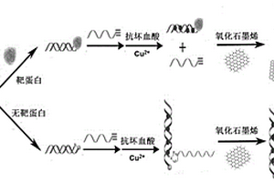 基于結合抑制點擊化學反應檢測小分子配體靶蛋白的熒光生物傳感方法