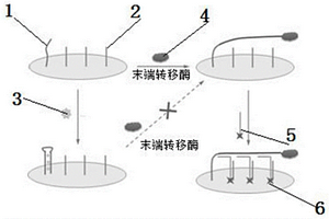 電化學放大檢測汞離子的方法