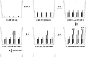 利用SOL技術和化學發光技術對血清miRNA標志物進行定量檢測的方法