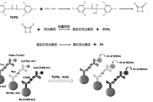 基于過氧草酸酯類化學發光體系的生物標志物聯合檢測方法及試劑盒