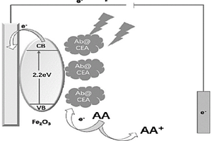 基于Fe<Sub>2</Sub>O<Sub>3</Sub>材料單層光電化學傳感器的癌胚抗原檢測方法