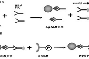 基于金磁微粒的化學發光免疫學檢測小分子物質的方法