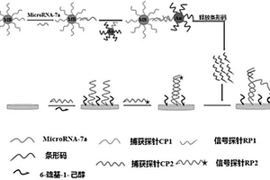 基于生物條形碼的microRNA-7a電化學檢測方法及應用