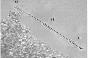 基于微型動物速度分析的生物膜法水處理效果監測方法