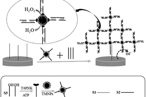 基于TiO2@Fe3O4與DNA構成的樹狀聚合物電化學生物傳感器,其制備方法以及用途