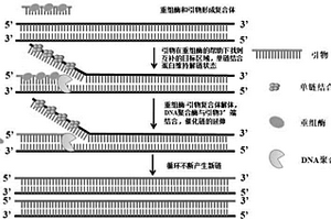 常溫恒溫快速檢測偽狂犬病病毒的引物、探針、試劑及試劑盒