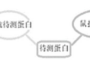 檢測蛋白的試劑盒及其應用