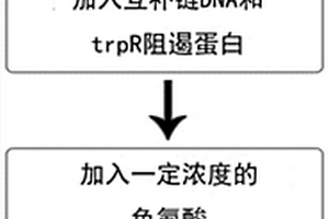 基于蛋白結合誘導DNA雙鏈變構的檢測色氨酸的方法
