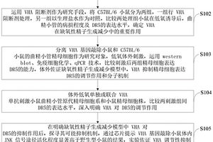 VHA抑制DR5在缺氧下精子生成減少的檢測方法
