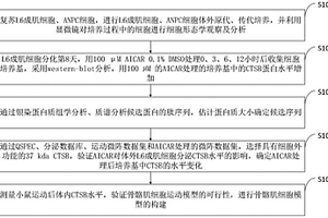 骨骼肌細胞模型的構建方法和測定方法