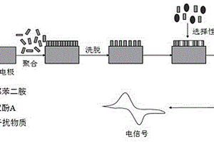 雙酚A分子印跡電化學傳感器的制備方法