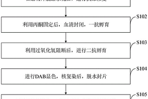 豬不同部位脂肪組織交感神經免疫組織化學染色優化方法