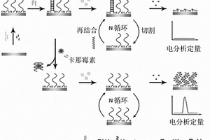 卡那霉素残留的检测方法