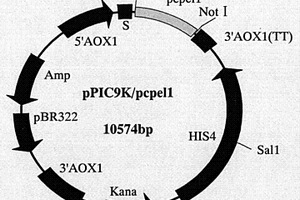 辣椒疫霉果膠裂解酶PCPEL1基因、蛋白制備方法及其應用