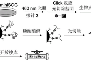 關于蛋白質的光激活依賴性鄰近標記方法及其應用