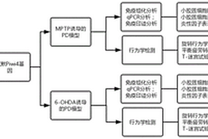 Piwi4基因沉默對PD模型神經影響的實驗方法