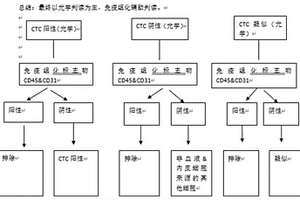 基于细胞大小过滤识别肿瘤患者外周血循环肿瘤细胞的方法