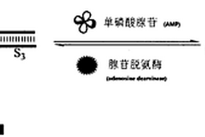 以單磷酸腺苷和腺苷脫氨酶為激發物的電致發光邏輯門