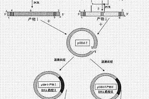 嵌合外源無關序列的核酸質控的制備方法