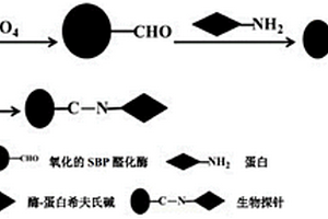 采用大豆過氧化物酶偶聯蛋白分子制備生物探針的方法