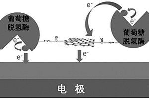 葡萄糖傳感器、葡萄糖脫氫酶及其制備方法