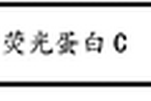 橋接蛋白及其復合物的制備和應用