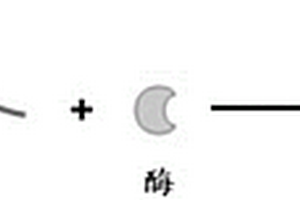 基于光敏生物高分子負載酶制備生物傳感器的方法
