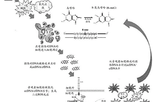 作為應激生物標志物的氧化細胞外DNA部分及其使用方法