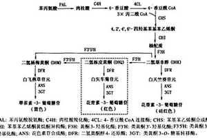 篩選轉基因植物的組合物和方法