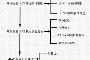 鯉魚氨基酸轉運載體轉運亞基rBAT兔抗血清的制備方法